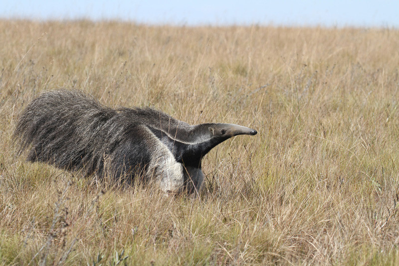 This may be the best tour in the world to see Giant Anteater…
